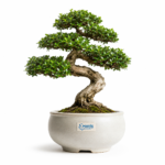 Saksıda Bonsai
