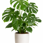 Saksıda Monstera